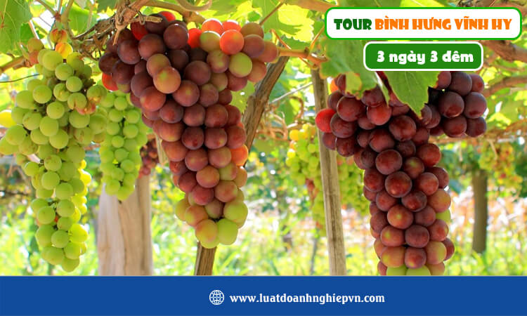 Tour Bình Hưng Vĩnh Hy 3 ngày 3 đêm 